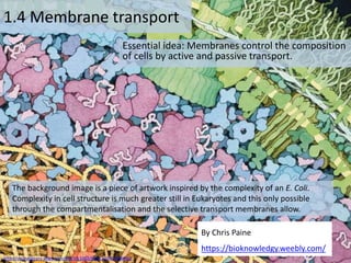 By Chris Paine
https://bioknowledgy.weebly.com/
1.4 Membrane transport
Essential idea: Membranes control the composition
of cells by active and passive transport.
The background image is a piece of artwork inspired by the complexity of an E. Coli.
Complexity in cell structure is much greater still in Eukaryotes and this only possible
through the compartmentalisation and the selective transport membranes allow.
By Chris Paine
https://bioknowledgy.weebly.com/
http://onlinelibrary.wiley.com/doi/10.1002/bmb.20345/full#fig2
 
