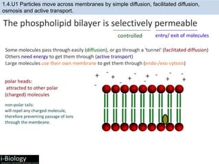 1.4 Part 1 - Cell Transport | PPTX