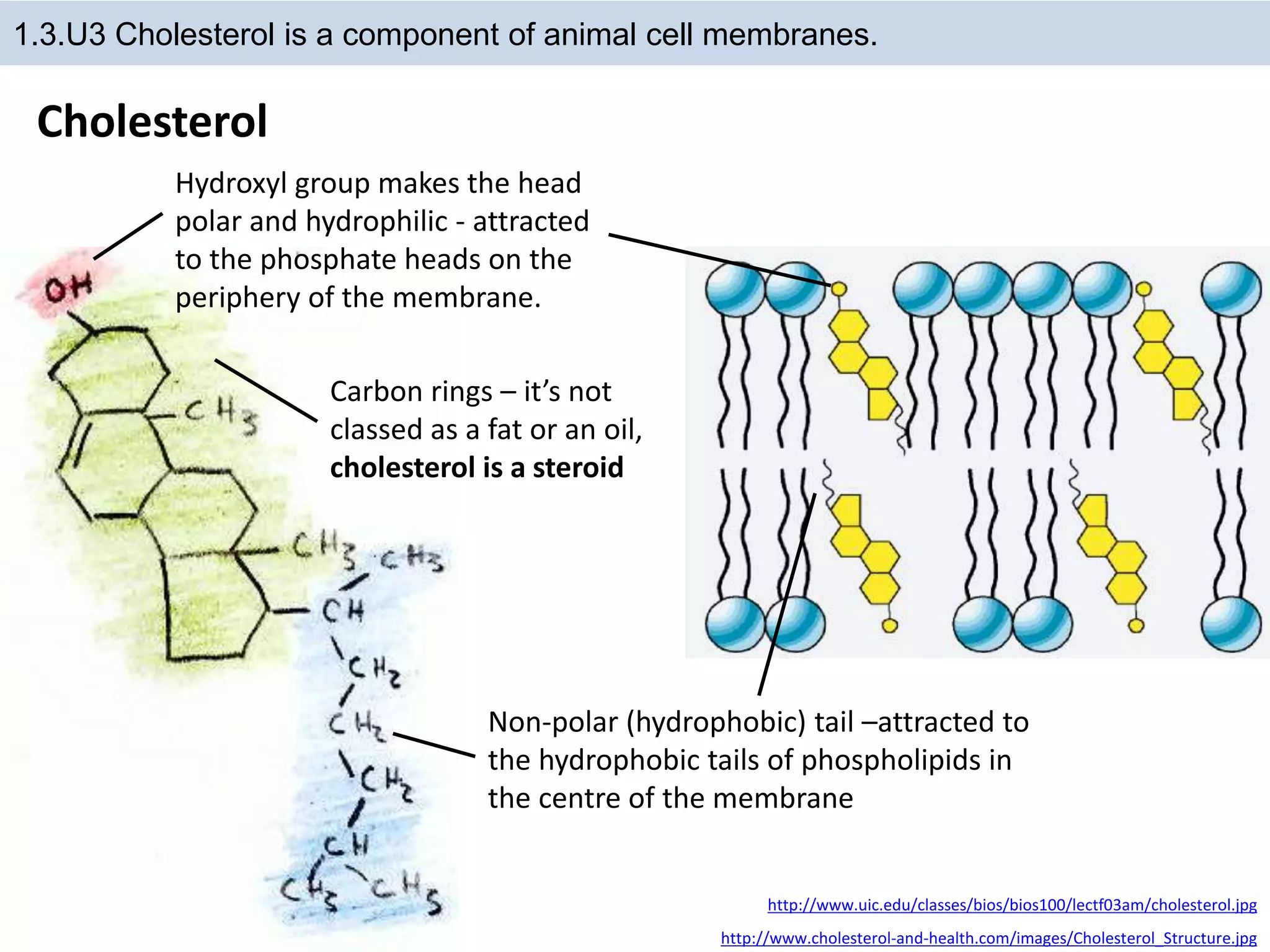Cholesterol
1.3.U3 Cholesterol is a component of animal cell membranes.
http://www.cholesterol-and-health.com/images/Cholesterol_Structure.jpg
http://www.uic.edu/classes/bios/bios100/lectf03am/cholesterol.jpg
Hydroxyl group makes the head
polar and hydrophilic - attracted
to the phosphate heads on the
periphery of the membrane.
Carbon rings – it’s not
classed as a fat or an oil,
cholesterol is a steroid
Non-polar (hydrophobic) tail –attracted to
the hydrophobic tails of phospholipids in
the centre of the membrane
 