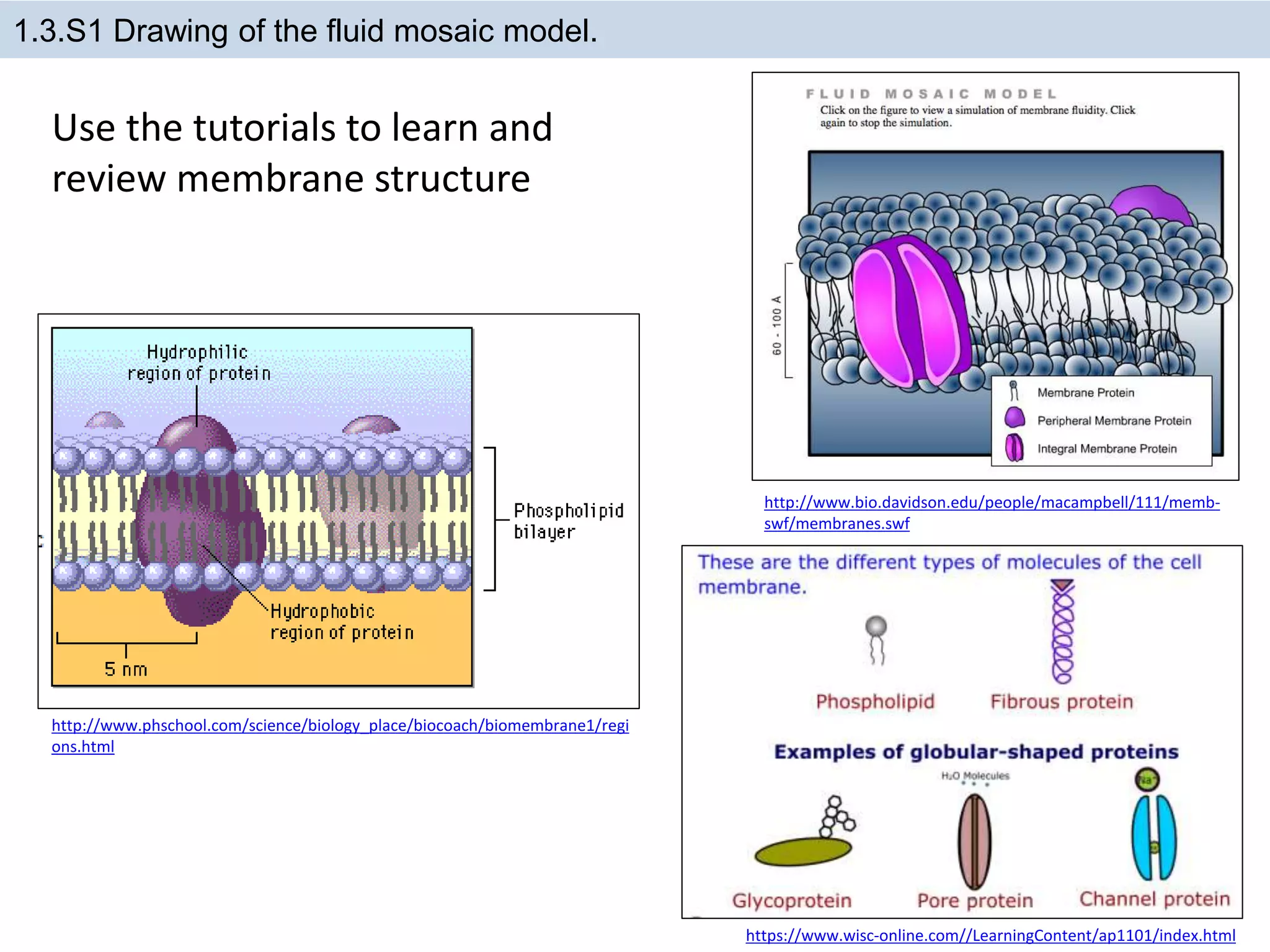1.3.S1 Drawing of the fluid mosaic model.
https://www.wisc-online.com//LearningContent/ap1101/index.html
http://www.phschool.com/science/biology_place/biocoach/biomembrane1/regi
ons.html
http://www.bio.davidson.edu/people/macampbell/111/memb-
swf/membranes.swf
Use the tutorials to learn and
review membrane structure
 