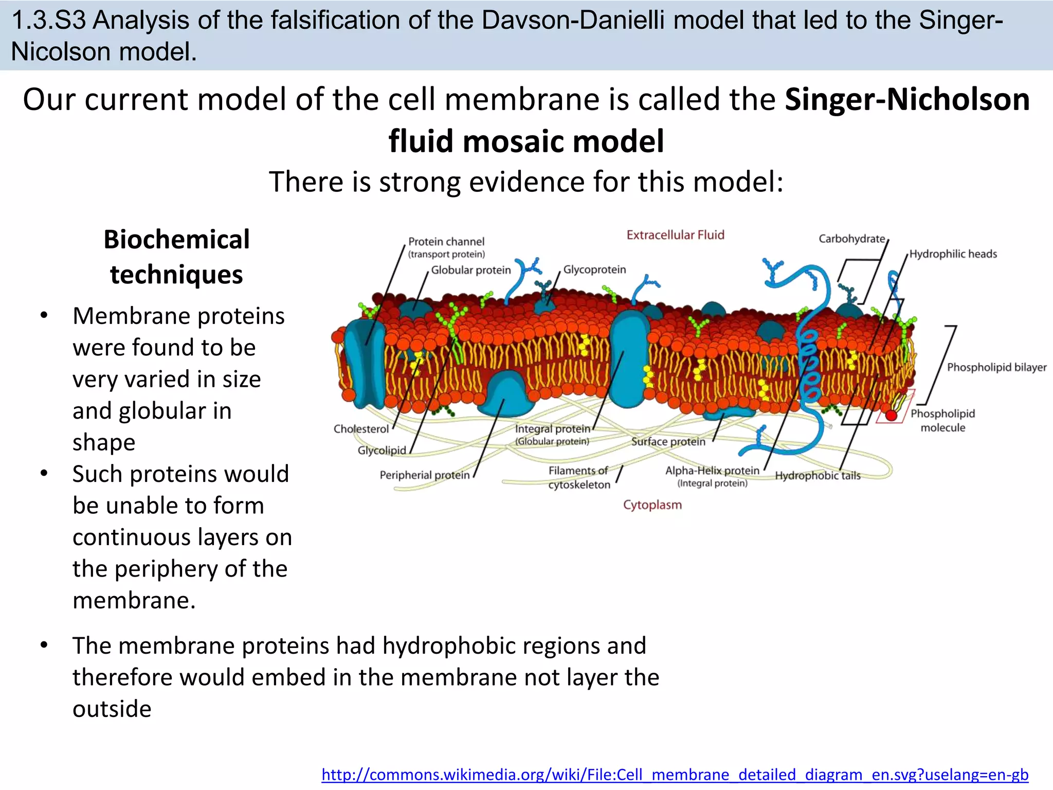Our current model of the cell membrane is called the Singer-Nicholson
fluid mosaic model
There is strong evidence for this model:
http://commons.wikimedia.org/wiki/File:Cell_membrane_detailed_diagram_en.svg?uselang=en-gb
1.3.S3 Analysis of the falsification of the Davson-Danielli model that led to the Singer-
Nicolson model.
Biochemical
techniques
• Membrane proteins
were found to be
very varied in size
and globular in
shape
• Such proteins would
be unable to form
continuous layers on
the periphery of the
membrane.
• The membrane proteins had hydrophobic regions and
therefore would embed in the membrane not layer the
outside
 
