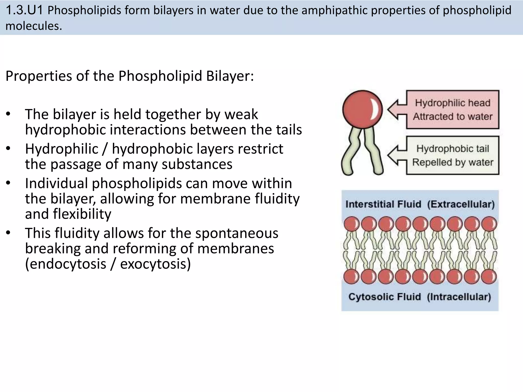 Properties of the Phospholipid Bilayer:
• The bilayer is held together by weak
hydrophobic interactions between the tails
• Hydrophilic / hydrophobic layers restrict
the passage of many substances
• Individual phospholipids can move within
the bilayer, allowing for membrane fluidity
and flexibility
• This fluidity allows for the spontaneous
breaking and reforming of membranes
(endocytosis / exocytosis)
1.3.U1 Phospholipids form bilayers in water due to the amphipathic properties of phospholipid
molecules.
 