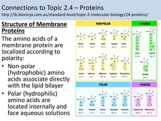 Connections to Topic 2.4 – Proteins
http://ib.bioninja.com.au/standard-level/topic-2-molecular-biology/24-proteins/
Structure of Membrane
Proteins
The amino acids of a
membrane protein are
localized according to
polarity:
• Non-polar
(hydrophobic) amino
acids associate directly
with the lipid bilayer
• Polar (hydrophilic)
amino acids are
located internally and
face aqueous solutions
 
