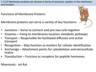 Functions of Membrane Proteins
Membrane proteins can serve a variety of key functions:
• Junctions – Serve to connect and join two cells together
• Enzymes – Fixing to membranes localizes metabolic pathways
• Transport – Responsible for facilitated diffusion and active
transport
• Recognition – May function as markers for cellular identification
• Anchorage – Attachment points for cytoskeleton and extracellular
matrix
• Transduction – Function as receptors for peptide hormones
Mnemonic: Jet Rat
1.3.U2 Membrane proteins are diverse in terms of structure, position in the membrane
and function.
 