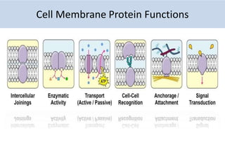 Cell Membrane Protein Functions
 