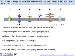 1.3.U2 Membrane proteins are diverse in terms of structure, position in the membrane
and function.
Transport: Protein channels (facilitated) and protein pumps (active)
Receptors: Peptide-based hormones (insulin, glucagon, etc.)
Anchorage: Cytoskeleton attachments and extracellular matrix
Cell recognition: MHC proteins and antigens
Intercellular joinings: Tight junctions and plasmodesmata
Enzymatic activity: Metabolic pathways (e.g. electron transport chain)
http://www.ib.bioninja.com.au/standard-level/topic-2-cells/24-membranes.html
 
