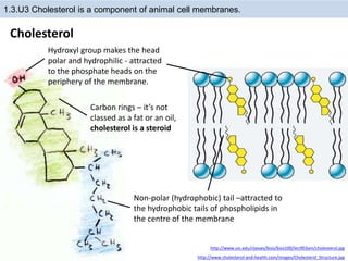 Cholesterol
1.3.U3 Cholesterol is a component of animal cell membranes.
http://www.cholesterol-and-health.com/images/Cholesterol_Structure.jpg
http://www.uic.edu/classes/bios/bios100/lectf03am/cholesterol.jpg
Hydroxyl group makes the head
polar and hydrophilic - attracted
to the phosphate heads on the
periphery of the membrane.
Carbon rings – it’s not
classed as a fat or an oil,
cholesterol is a steroid
Non-polar (hydrophobic) tail –attracted to
the hydrophobic tails of phospholipids in
the centre of the membrane
 