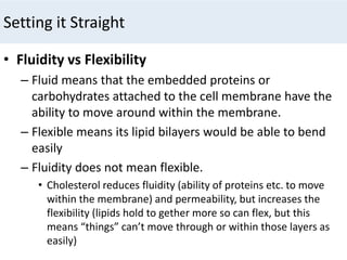 Setting it Straight
• Fluidity vs Flexibility
– Fluid means that the embedded proteins or
carbohydrates attached to the cell membrane have the
ability to move around within the membrane.
– Flexible means its lipid bilayers would be able to bend
easily
– Fluidity does not mean flexible.
• Cholesterol reduces fluidity (ability of proteins etc. to move
within the membrane) and permeability, but increases the
flexibility (lipids hold to gether more so can flex, but this
means “things” can’t move through or within those layers as
easily)
 
