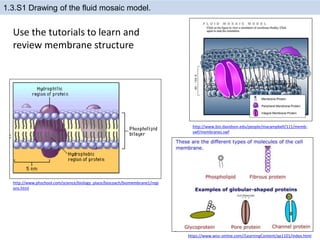 1.3.S1 Drawing of the fluid mosaic model.
https://www.wisc-online.com//LearningContent/ap1101/index.html
http://www.phschool.com/science/biology_place/biocoach/biomembrane1/regi
ons.html
http://www.bio.davidson.edu/people/macampbell/111/memb-
swf/membranes.swf
Use the tutorials to learn and
review membrane structure
 