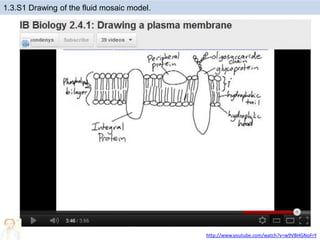 1.3.S1 Drawing of the fluid mosaic model.
http://www.youtube.com/watch?v=w9VBHGNoFrY
 