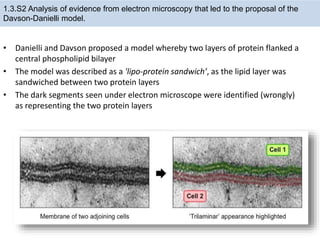 • Danielli and Davson proposed a model whereby two layers of protein flanked a
central phospholipid bilayer
• The model was described as a 'lipo-protein sandwich’, as the lipid layer was
sandwiched between two protein layers
• The dark segments seen under electron microscope were identified (wrongly)
as representing the two protein layers
1.3.S2 Analysis of evidence from electron microscopy that led to the proposal of the
Davson-Danielli model.
 
