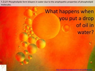 http://www.flickr.com/photos/zorin-denu/5385963280/
What happens when
you put a drop
of oil in
water?
1.3.U1 Phospholipids form bilayers in water due to the amphipathic properties of phospholipid
molecules.
 