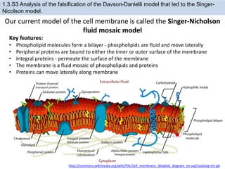 Our current model of the cell membrane is called the Singer-Nicholson
fluid mosaic model
http://commons.wikimedia.org/wiki/File:Cell_membrane_detailed_diagram_en.svg?uselang=en-gb
1.3.S3 Analysis of the falsification of the Davson-Danielli model that led to the Singer-
Nicolson model.
Key features:
• Phospholipid molecules form a bilayer - phospholipids are fluid and move laterally
• Peripheral proteins are bound to either the inner or outer surface of the membrane
• Integral proteins - permeate the surface of the membrane
• The membrane is a fluid mosaic of phospholipids and proteins
• Proteins can move laterally along membrane
 