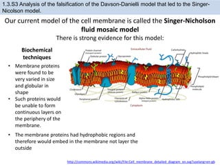 Our current model of the cell membrane is called the Singer-Nicholson
fluid mosaic model
There is strong evidence for this model:
http://commons.wikimedia.org/wiki/File:Cell_membrane_detailed_diagram_en.svg?uselang=en-gb
1.3.S3 Analysis of the falsification of the Davson-Danielli model that led to the Singer-
Nicolson model.
Biochemical
techniques
• Membrane proteins
were found to be
very varied in size
and globular in
shape
• Such proteins would
be unable to form
continuous layers on
the periphery of the
membrane.
• The membrane proteins had hydrophobic regions and
therefore would embed in the membrane not layer the
outside
 