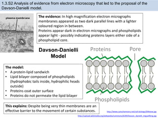 1.3.S2 Analysis of evidence from electron microscopy that led to the proposal of the
Davson-Danielli model.
The model:
• A protein-lipid sandwich
• Lipid bilayer composed of phospholipids
(hydrophobic tails inside, hydrophilic heads
outside)
• Proteins coat outer surface
• Proteins do not permeate the lipid bilayer
http://www.cytochemistry.net/cell-biology/EMview.jpg
PoreProteins
Phospholipids
This explains: Despite being very thin membranes are an
effective barrier to the movement of certain substances.
http://upload.wikimedia.org/wikipedia/commons/6/69/Davson_danielli_miguelferig.jpg
The evidence: In high magnification electron micrographs
membranes appeared as two dark parallel lines with a lighter
coloured region in between.
Proteins appear dark in electron micrographs and phospholipids
appear light - possibly indicating proteins layers either side of a
phospholipid core.
Davson-Danielli
Model
 