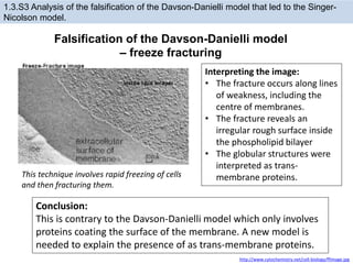 1.3.S3 Analysis of the falsification of the Davson-Danielli model that led to the Singer-
Nicolson model.
http://www.cytochemistry.net/cell-biology/ffimage.jpg
This technique involves rapid freezing of cells
and then fracturing them.
Interpreting the image:
• The fracture occurs along lines
of weakness, including the
centre of membranes.
• The fracture reveals an
irregular rough surface inside
the phospholipid bilayer
• The globular structures were
interpreted as trans-
membrane proteins.
Falsification of the Davson-Danielli model
– freeze fracturing
Conclusion:
This is contrary to the Davson-Danielli model which only involves
proteins coating the surface of the membrane. A new model is
needed to explain the presence of as trans-membrane proteins.
 