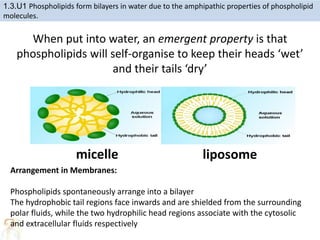 When put into water, an emergent property is that
phospholipids will self-organise to keep their heads ‘wet’
and their tails ‘dry’
micelle liposome
1.3.U1 Phospholipids form bilayers in water due to the amphipathic properties of phospholipid
molecules.
Arrangement in Membranes:
Phospholipids spontaneously arrange into a bilayer
The hydrophobic tail regions face inwards and are shielded from the surrounding
polar fluids, while the two hydrophilic head regions associate with the cytosolic
and extracellular fluids respectively
 