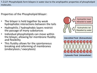 Properties of the Phospholipid Bilayer:
• The bilayer is held together by weak
hydrophobic interactions between the tails
• Hydrophilic / hydrophobic layers restrict
the passage of many substances
• Individual phospholipids can move within
the bilayer, allowing for membrane fluidity
and flexibility
• This fluidity allows for the spontaneous
breaking and reforming of membranes
(endocytosis / exocytosis)
1.3.U1 Phospholipids form bilayers in water due to the amphipathic properties of phospholipid
molecules.
 