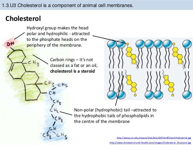 1 3 Cell Membrane 1-3-cell-membrane