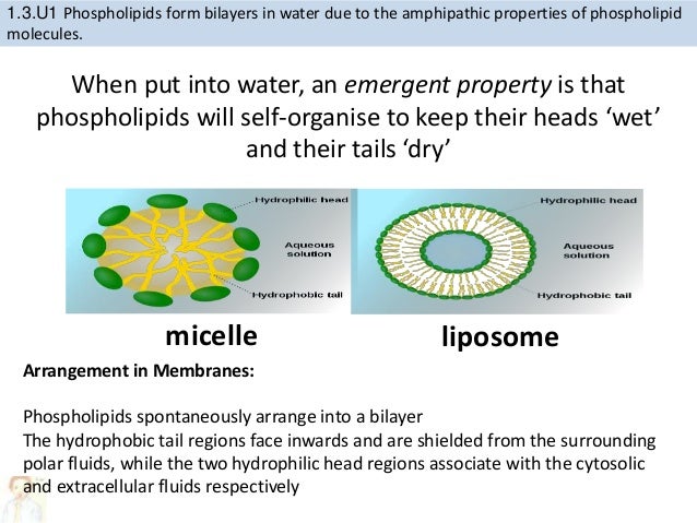 1 3 Cell Membrane