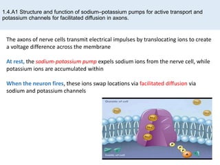 1.4.A1 Structure and function of sodium–potassium pumps for active transport and
potassium channels for facilitated diffusion in axons.
The axons of nerve cells transmit electrical impulses by translocating ions to create
a voltage difference across the membrane
At rest, the sodium-potassium pump expels sodium ions from the nerve cell, while
potassium ions are accumulated within
When the neuron fires, these ions swap locations via facilitated diffusion via
sodium and potassium channels
 