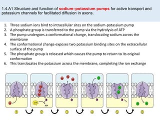 1.4.A1 Structure and function of sodium–potassium pumps for active transport and
potassium channels for facilitated diffusion in axons.
1. Three sodium ions bind to intracellular sites on the sodium-potassium pump
2. A phosphate group is transferred to the pump via the hydrolysis of ATP
3. The pump undergoes a conformational change, translocating sodium across the
membrane
4. The conformational change exposes two potassium binding sites on the extracellular
surface of the pump
5. The phosphate group is released which causes the pump to return to its original
conformation
6. This translocates the potassium across the membrane, completing the ion exchange
 