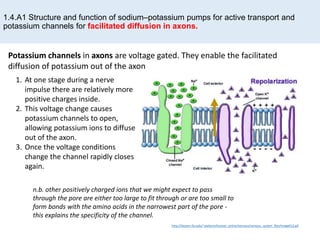 1.4.A1 Structure and function of sodium–potassium pumps for active transport and
potassium channels for facilitated diffusion in axons.
http://bioserv.fiu.edu/~walterm/human_online/nervous/nervous_system_files/image012.gif
1. At one stage during a nerve
impulse there are relatively more
positive charges inside.
2. This voltage change causes
potassium channels to open,
allowing potassium ions to diffuse
out of the axon.
3. Once the voltage conditions
change the channel rapidly closes
again.
Potassium channels in axons are voltage gated. They enable the facilitated
diffusion of potassium out of the axon
n.b. other positively charged ions that we might expect to pass
through the pore are either too large to fit through or are too small to
form bonds with the amino acids in the narrowest part of the pore -
this explains the specificity of the channel.
 