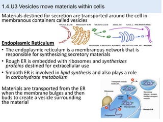Materials destined for secretion are transported around the cell in
membranous containers called vesicles
Endoplasmic Reticulum
• The endoplasmic reticulum is a membranous network that is
responsible for synthesizing secretory materials
• Rough ER is embedded with ribosomes and synthesizes
proteins destined for extracellular use
• Smooth ER is involved in lipid synthesis and also plays a role
in carbohydrate metabolism
Materials are transported from the ER
when the membrane bulges and then
buds to create a vesicle surrounding
the material
 