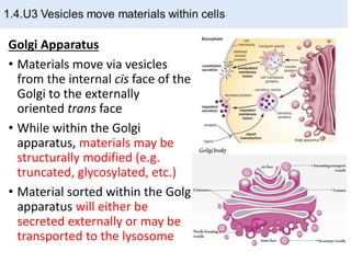 Golgi Apparatus
• Materials move via vesicles
from the internal cis face of the
Golgi to the externally
oriented trans face
• While within the Golgi
apparatus, materials may be
structurally modified (e.g.
truncated, glycosylated, etc.)
• Material sorted within the Golgi
apparatus will either be
secreted externally or may be
transported to the lysosome
 