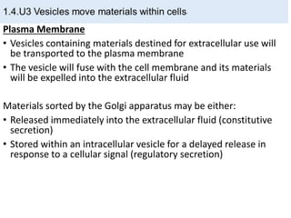 Plasma Membrane
• Vesicles containing materials destined for extracellular use will
be transported to the plasma membrane
• The vesicle will fuse with the cell membrane and its materials
will be expelled into the extracellular fluid
Materials sorted by the Golgi apparatus may be either:
• Released immediately into the extracellular fluid (constitutive
secretion)
• Stored within an intracellular vesicle for a delayed release in
response to a cellular signal (regulatory secretion)
 
