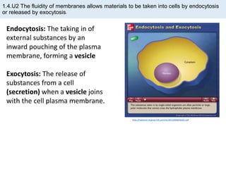 Endocytosis: The taking in of
external substances by an
inward pouching of the plasma
membrane, forming a vesicle
Exocytosis: The release of
substances from a cell
(secretion) when a vesicle joins
with the cell plasma membrane.
http://highered.mcgraw-hill.com/olc/dl/120068/bio02.swf
1.4.U2 The fluidity of membranes allows materials to be taken into cells by endocytosis
or released by exocytosis.
 