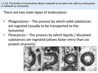 1.4.U2 The fluidity of membranes allows materials to be taken into cells by endocytosis
or released by exocytosis.
There are two main types of endocytosis:
• Phagocytosis – The process by which solid substances
are ingested (usually to be transported to the
lysosome)
• Pinocytosis – The process by which liquids / dissolved
substances are ingested (allows faster entry than via
protein channels)
 