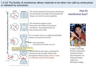 1.4.U2 The fluidity of membranes allows materials to be taken into cells by endocytosis
or released by exocytosis.
 