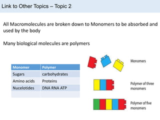Link to Other Topics – Topic 2.
All Macromolecules are broken down to Monomers to be absorbed and
used by the body
Many biological molecules are polymers
Monomer Polymer
Sugars carbohydrates
Amino acids Proteins
Nucelotides DNA RNA ATP
 