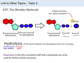 Link to Other Topics – Topic 2.
 