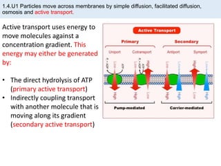 1.4.U1 Particles move across membranes by simple diffusion, facilitated diffusion,
osmosis and active transport.
Active transport uses energy to
move molecules against a
concentration gradient. This
energy may either be generated
by:
• The direct hydrolysis of ATP
(primary active transport)
• Indirectly coupling transport
with another molecule that is
moving along its gradient
(secondary active transport)
 
