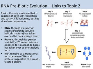 RNA Pre-Biotic Evolution – Links to Topic 2
RNA is the only molecule that is
capable of both self-replication
and catalytic functioning, but has
since been superseded:
• DNA, through its superior
chemical stability (double
helical structure) has taken
over as the data storage form
• Protein, through its greater
variability (20 amino acids as
opposed to 4 nucleotide bases)
has taken over as the catalytic
form
• RNA remains as a transitional
form between DNA and
protein, suggestive of its multi-
faceted origins
 