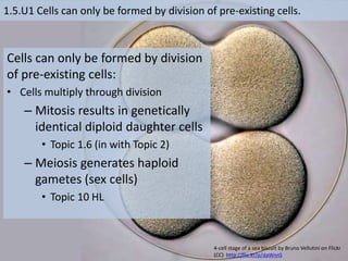 1.5.U1 Cells can only be formed by division of pre-existing cells.
Cells can only be formed by division
of pre-existing cells:
• Cells multiply through division
– Mitosis results in genetically
identical diploid daughter cells
• Topic 1.6 (in with Topic 2)
– Meiosis generates haploid
gametes (sex cells)
• Topic 10 HL
4-cell stage of a sea biscuit by Bruno Vellutini on Flickr
(CC) http://flic.kr/p/daWnnS
 
