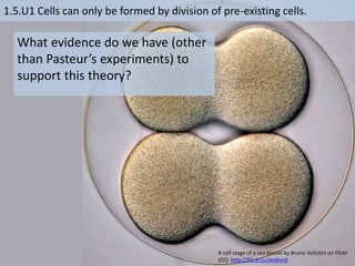 1.5.U1 Cells can only be formed by division of pre-existing cells.
What evidence do we have (other
than Pasteur’s experiments) to
support this theory?
4-cell stage of a sea biscuit by Bruno Vellutini on Flickr
(CC) http://flic.kr/p/daWnnS
 