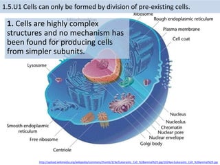 1.5.U1 Cells can only be formed by division of pre-existing cells.
1. Cells are highly complex
structures and no mechanism has
been found for producing cells
from simpler subunits.
http://upload.wikimedia.org/wikipedia/commons/thumb/3/3e/Eukaryotic_Cell_%28animal%29.jpg/1024px-Eukaryotic_Cell_%28animal%29.jpg
 