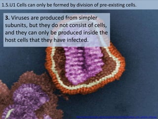 1.5.U1 Cells can only be formed by division of pre-existing cells.
3. Viruses are produced from simpler
subunits, but they do not consist of cells,
and they can only be produced inside the
host cells that they have infected.
http://upload.wikimedia.org/wikipedia/commons/3/3a/Influenza_virus_particle_color.jpg
 