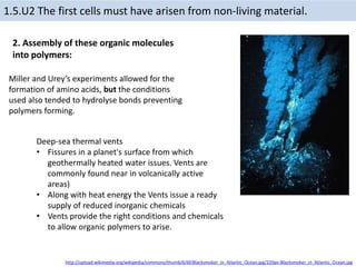 1.5.U2 The first cells must have arisen from non-living material.
Miller and Urey’s experiments allowed for the
formation of amino acids, but the conditions
used also tended to hydrolyse bonds preventing
polymers forming.
Deep-sea thermal vents
• Fissures in a planet's surface from which
geothermally heated water issues. Vents are
commonly found near in volcanically active
areas)
• Along with heat energy the Vents issue a ready
supply of reduced inorganic chemicals
• Vents provide the right conditions and chemicals
to allow organic polymers to arise.
2. Assembly of these organic molecules
into polymers:
http://upload.wikimedia.org/wikipedia/commons/thumb/6/6f/Blacksmoker_in_Atlantic_Ocean.jpg/220px-Blacksmoker_in_Atlantic_Ocean.jpg
 