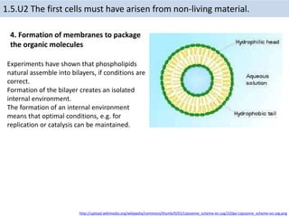 1.5.U2 The first cells must have arisen from non-living material.
Experiments have shown that phospholipids
natural assemble into bilayers, if conditions are
correct.
Formation of the bilayer creates an isolated
internal environment.
The formation of an internal environment
means that optimal conditions, e.g. for
replication or catalysis can be maintained.
4. Formation of membranes to package
the organic molecules
http://upload.wikimedia.org/wikipedia/commons/thumb/0/01/Liposome_scheme-en.svg/220px-Liposome_scheme-en.svg.png
 