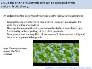 1.5.U3 The origin of eukaryotic cells can be explained by the
endosymbiotic theory.
An endosymbiont is a cell which lives inside another cell with mutual benefit
• Eukaryotic cells are believed to have evolved from early prokaryotes that
were engulfed by phagocytosis
• The engulfed prokaryotic cell remained undigested as it contributed new
functionality to the engulfing cell (e.g. photosynthesis)
• Over generations, the engulfed cell lost some of its independent utility and
became a supplemental organelle
http://ib.bioninja.com.au/options/option-d-evolution-2/d1-origins-of-life-on-earth.html
https://www.youtube.co
m/watch?v=5CxS-
c6hWWg
 