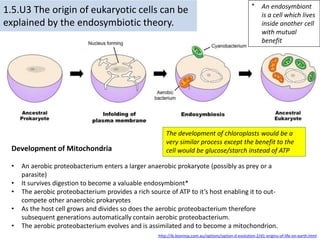 1.5.U3 The origin of eukaryotic cells can be
explained by the endosymbiotic theory.
http://ib.bioninja.com.au/options/option-d-evolution-2/d1-origins-of-life-on-earth.html
* An endosymbiont
is a cell which lives
inside another cell
with mutual
benefit
Development of Mitochondria
• An aerobic proteobacterium enters a larger anaerobic prokaryote (possibly as prey or a
parasite)
• It survives digestion to become a valuable endosymbiont*
• The aerobic proteobacterium provides a rich source of ATP to it’s host enabling it to out-
compete other anaerobic prokaryotes
• As the host cell grows and divides so does the aerobic proteobacterium therefore
subsequent generations automatically contain aerobic proteobacterium.
• The aerobic proteobacterium evolves and is assimilated and to become a mitochondrion.
The development of chloroplasts would be a
very similar process except the benefit to the
cell would be glucose/starch instead of ATP
 