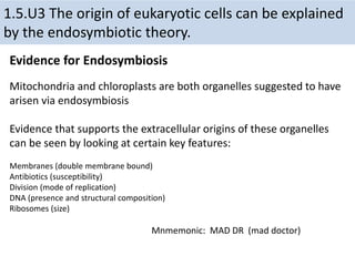 1.5.U3 The origin of eukaryotic cells can be explained
by the endosymbiotic theory.
Evidence for Endosymbiosis
Mitochondria and chloroplasts are both organelles suggested to have
arisen via endosymbiosis
Evidence that supports the extracellular origins of these organelles
can be seen by looking at certain key features:
Membranes (double membrane bound)
Antibiotics (susceptibility)
Division (mode of replication)
DNA (presence and structural composition)
Ribosomes (size)
Mnmemonic: MAD DR (mad doctor)
 