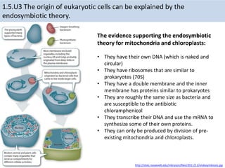 1.5.U3 The origin of eukaryotic cells can be explained by the
endosymbiotic theory.
The evidence supporting the endosymbiotic
theory for mitochondria and chloroplasts:
• They have their own DNA (which is naked and
circular)
• They have ribosomes that are similar to
prokaryotes (70S)
• They have a double membrane and the inner
membrane has proteins similar to prokaryotes
• They are roughly the same size as bacteria and
are susceptible to the antibiotic
chloramphenicol
• They transcribe their DNA and use the mRNA to
synthesize some of their own proteins.
• They can only be produced by division of pre-
existing mitochondria and chloroplasts.
http://sites.roosevelt.edu/mbryson/files/2011/11/endosymbiosis.jpg
 