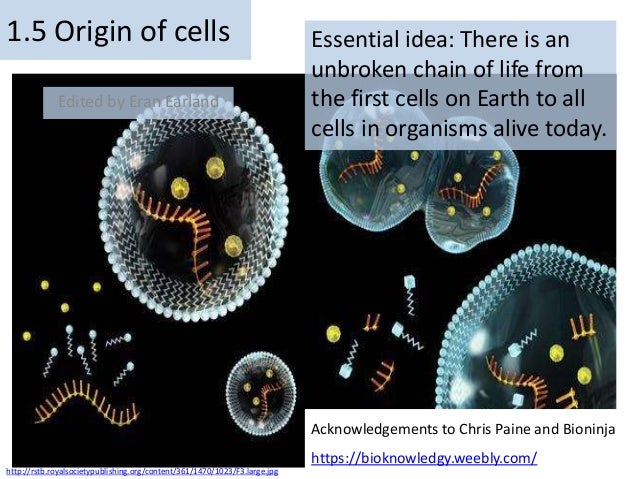 Scientists Debate The Origin Of Cell Types In The First Animals – GOKF