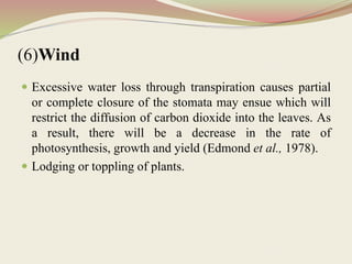 (6)Wind
 Excessive water loss through transpiration causes partial
or complete closure of the stomata may ensue which will
restrict the diffusion of carbon dioxide into the leaves. As
a result, there will be a decrease in the rate of
photosynthesis, growth and yield (Edmond et al., 1978).
 Lodging or toppling of plants.
 