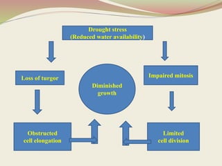 Loss of turgor Impaired mitosis
Drought stress
(Reduced water availability)
Obstructed
cell elongation
Diminished
growth
Limited
cell division
 